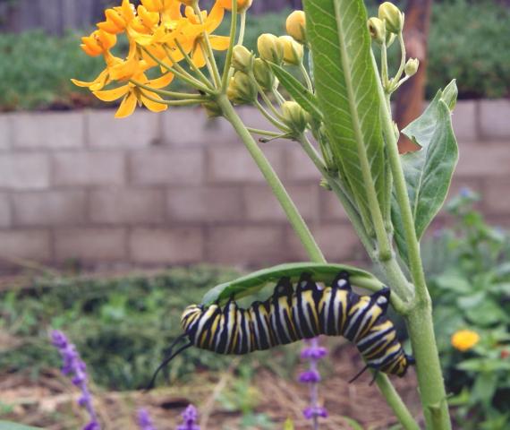 6858_monarch_caterpillar.jpg