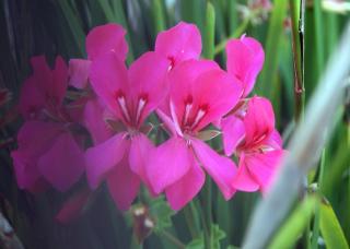 6858_pelargonium.jpg