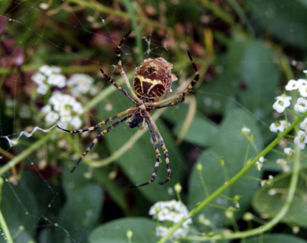 6858_spider.jpg