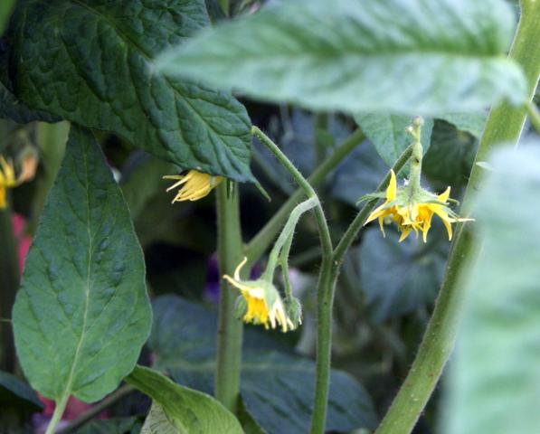 6858_tomato_blossom.jpg
