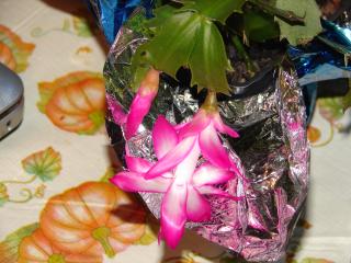 6981_christmas_cactus_004.jpg