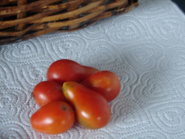 6981_first_tomatoes_001.jpg