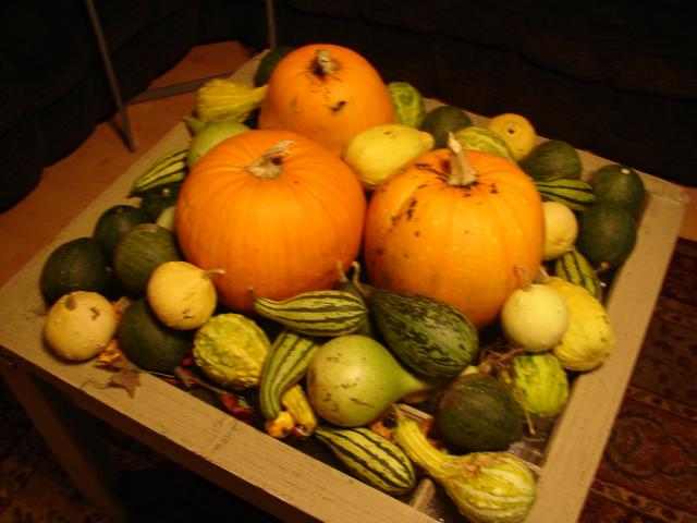 6981_gourds_2013_002.jpg