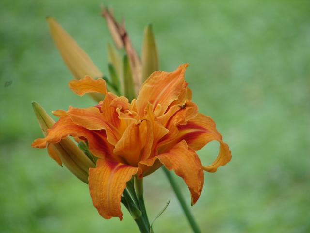 6981_grandad_and_granny_susans_daylilies_003.jpg