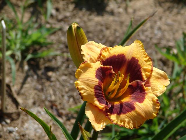 6981_grandad_and_granny_susans_daylilies_048.jpg