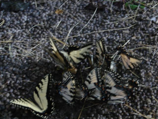 6981_last_day_of_butterflies_007.jpg