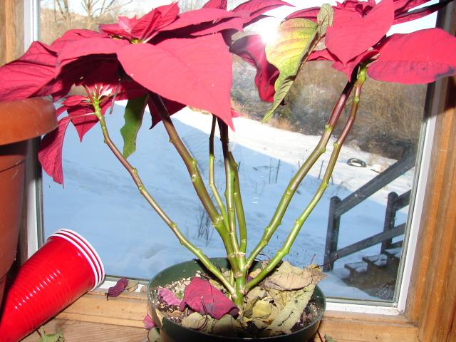 6981_poinsettia_004.jpg