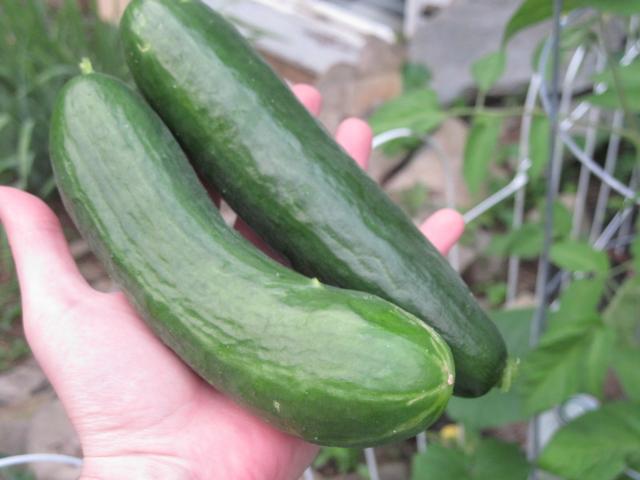 6992_cukes.jpg