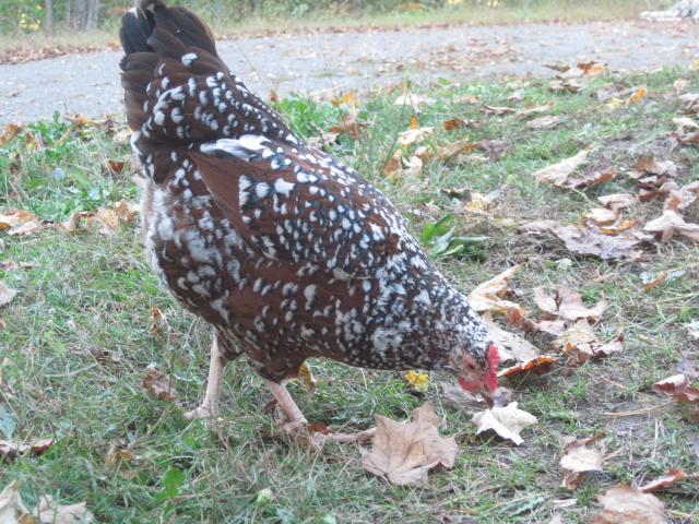 6992_fall_hoppy.jpg