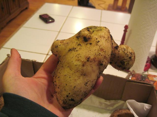 6992_weird_tater.jpg