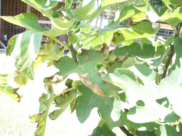 7072_fig_tree_001.jpg