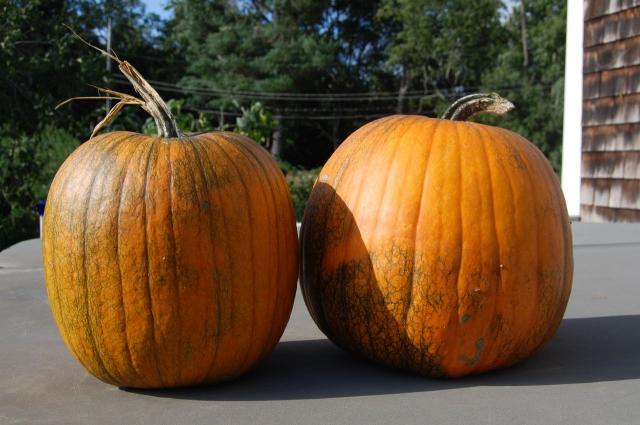 7100_2pumpkins.jpg