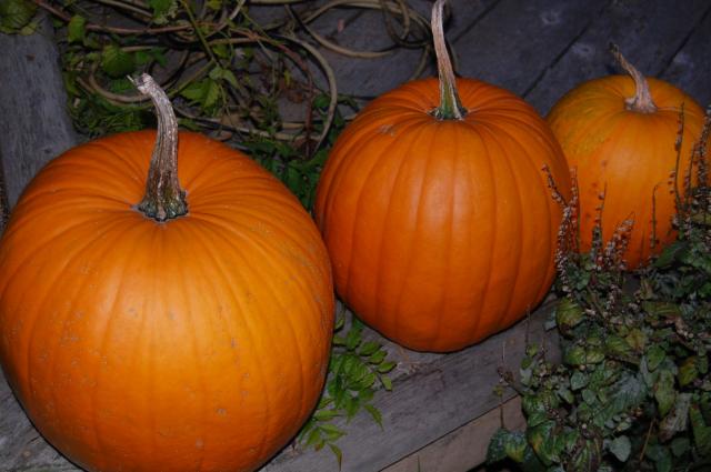 7100_3_pumpkins.jpg