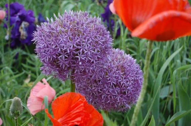 7100_alliums.jpg