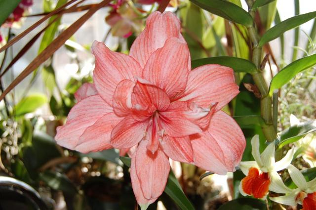 7100_amaryllis.jpg