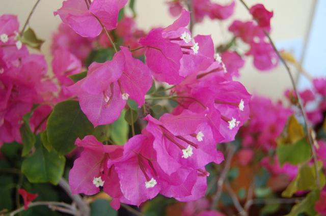 7100_bouganvillea.jpg