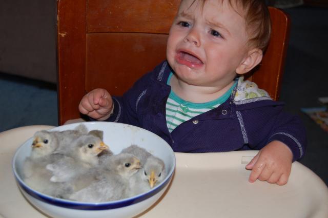 7100_chicks_too_scary.jpg