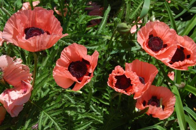 7100_pink_poppies.jpg