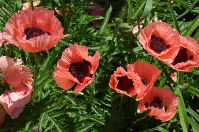 7100_pink_poppies.jpg