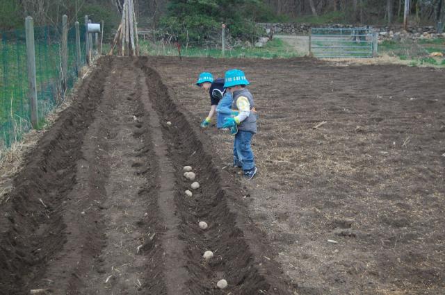 7100_potato_rows.jpg