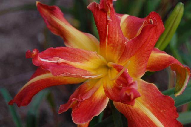 7100_ufo_daylily.jpg