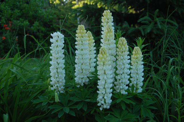 7100_white_lupines.jpg