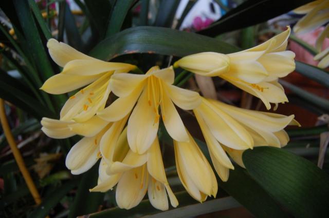 7100_yellow_clivia.jpg