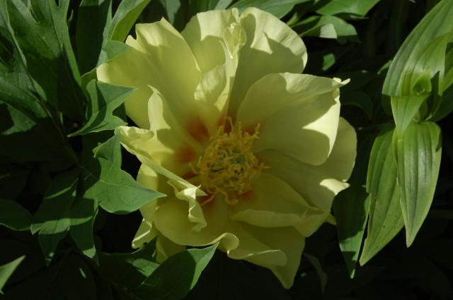 7100_yellow_peony.jpg