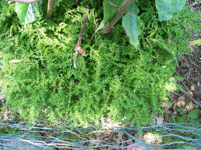 7187_unidentified_fern_inpot_001.jpg