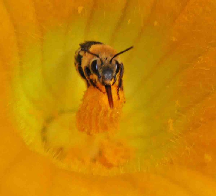 7236_bpollinator.jpg