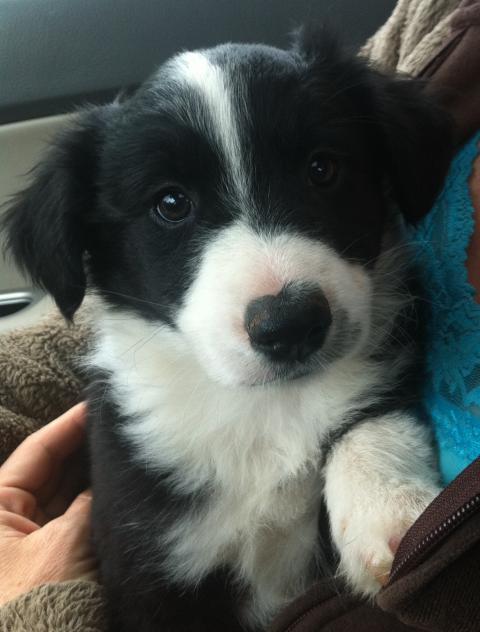 7238_border_collie_pup.jpg