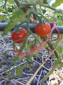 7254_cherry_tomatoes.jpg