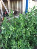 7254_pea_vine.jpg