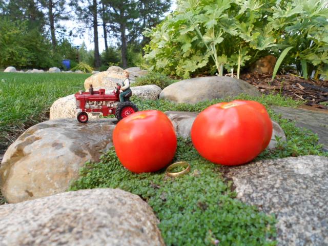 7504_alaskan_fancy_tomatoes_82313_008.jpg