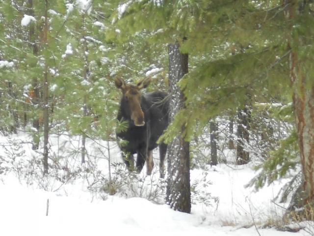 7504_december_2012_moose_006.jpg