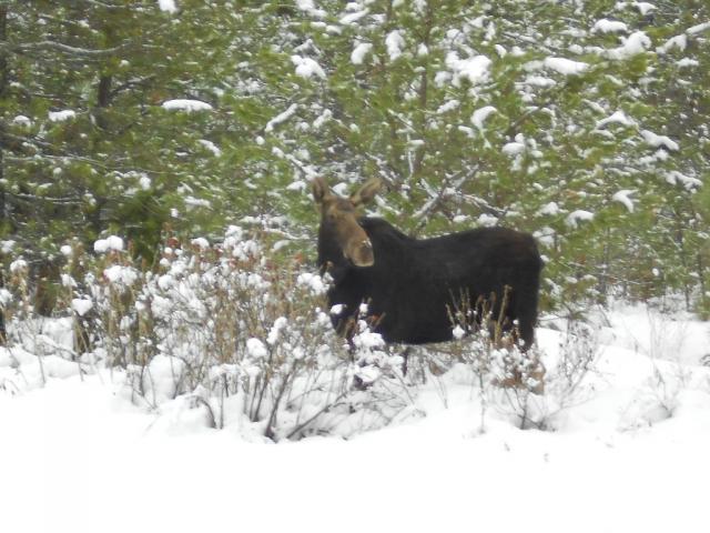 7504_december_2012_moose_024.jpg