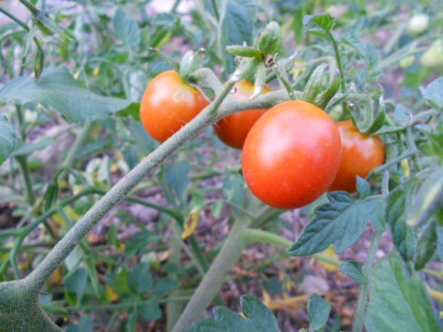 7504_florida_weave_tomatoes_teg_005.jpg