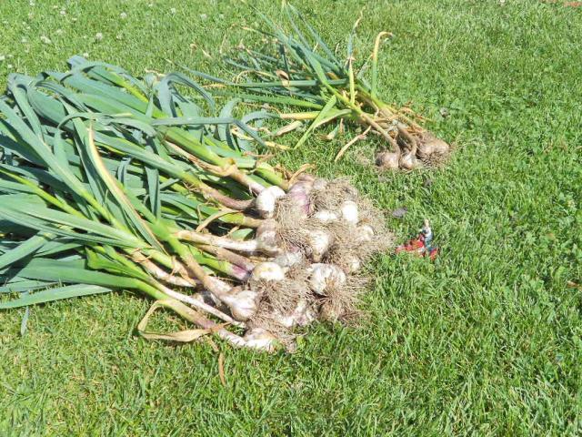 7504_garlic_harvest_picket_gardenjuly_13_001.jpg