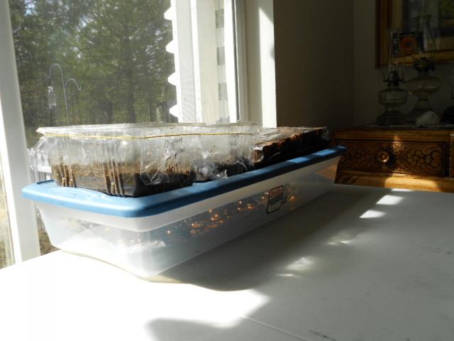 7504_jacks_turkeys_kale_seedlings_mar_22_13_010.jpg