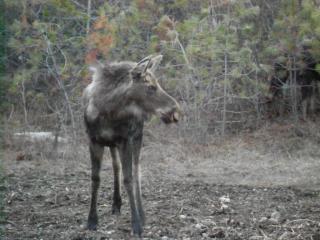 7504_moose_mama_and_baby_april_2012_108.jpg