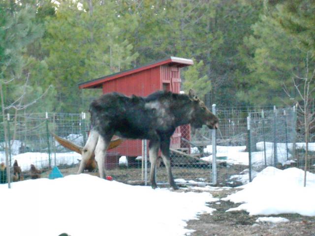 7504_mostly_moose_2013_018.jpg