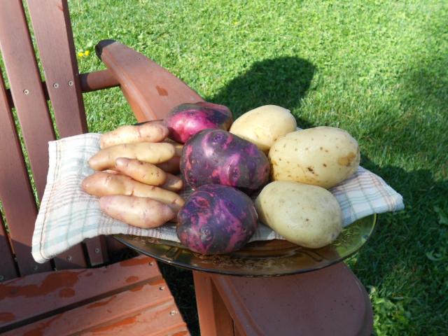 7504_potato_harvest_9-12_014.jpg