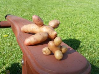 7504_potato_harvest_9-12_017.jpg