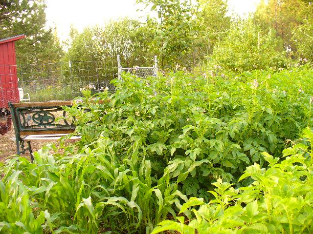 7504_potatoes_and_picket_garden_july2011027.jpg