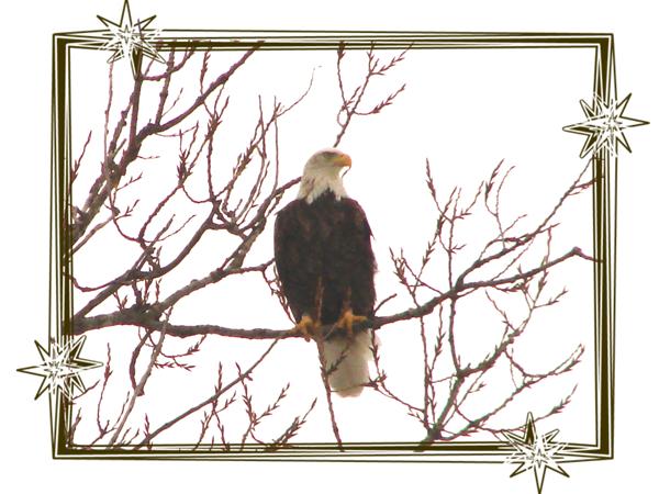 7566_bald_eagle.jpg