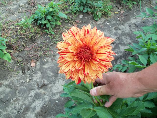 7566_dahlias_2011_005.jpg