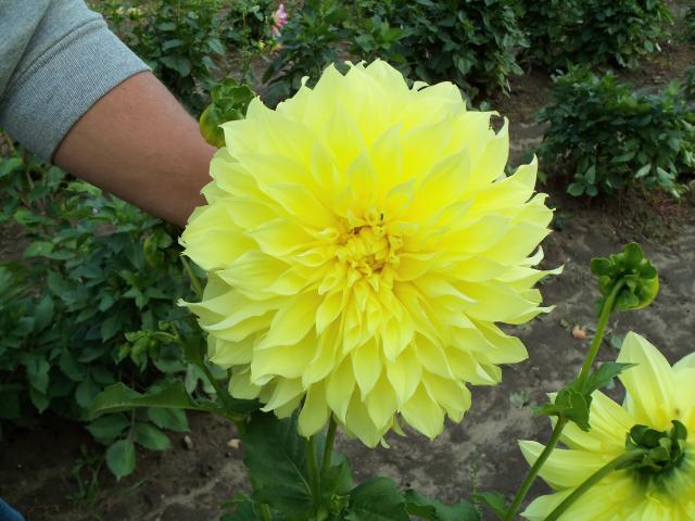 7566_dahlias_2011_007.jpg