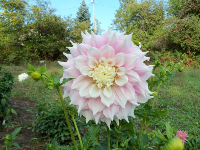 7566_dahlias_2011_010.jpg