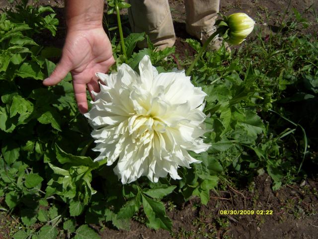 7566_dahlias_8_30_2009_004.jpg