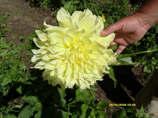 7566_dahlias_8_30_2009_005.jpg